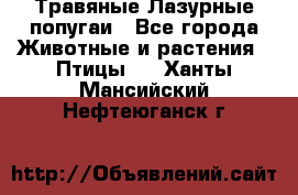 Травяные Лазурные попугаи - Все города Животные и растения » Птицы   . Ханты-Мансийский,Нефтеюганск г.